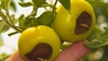 De ce este important calciul pentru roșii și ardei? Iată ce face acest nutrient esențial pentru recoltă