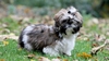 Particularitățile unui câine Shih Tzu. Un companion elegant și plin de personalitate