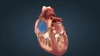 Camerele inimii – Ce sunt, cum funcționează și ce afecțiuni pot apărea?