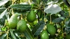  Ce este copacul de avocado? Cum poți să cultivi propriul copac de avocado la tine în apartament.