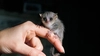 Cum arată lemurul-șoarece? O specie de primată recent descoperită
