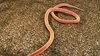 Ce sunt nematodele? Iată care sunt semnele atacului asupra agriculturii!