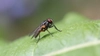 Soluție de muște pentru exterior – Iată cum poți alege cea mai bună variantă și scăpa eficient de aceste insecte vara
