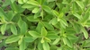 Ștevia rebaudiana – Iată ce trebuie să știi despre această plantă dulce fără calorii