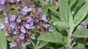 Body Line – Cum poate salvia ajuta la curățarea colonului și eliminarea toxinelor
