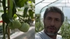 Dragoș Bucur și-a prezentat culturile de legume din grădină. Ce probleme a întâmpinat la roșii și castraveți