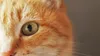 Pisica portocalie, cea mai îndrăzneață și iubită culoare la pisicile de casă