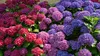 Când se plantează hortensia din ghiveci în grădină? Este mai bine să le plantezi primăvara sau vara?