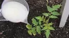 De ce este o opțiune bună fertilizarea cu drojdie? Îngrășământ natural benefic pentru plante