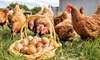 Care sunt cele mai bune rase de găini ouătoare? Iată cum poți crește producția de ouă cu hrana corectă!