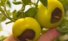 De ce este important calciul pentru roșii și ardei? Iată ce face acest nutrient esențial pentru recoltă