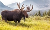 Elanul revine în România! Proiect-mamut de conservare și educație ecologică în Ținutul Zimbrului