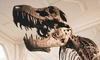 Tumoarea unui dinozaur descoperit în România ar putea schimba tratamentele împotriva cancerului! O descoperire revoluționară a cercetătorilor britanici