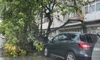 Crengi rupte de furtună pe strada Vitejilor! Mașini avariate în Iași
