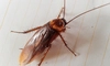 Pericolele ascunse din casa ta! Cele 7 locuri surprinzătoare care atrag insectele