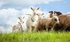 România, lider regional în creșterea de ovine și caprine: fermierii români urcă țara pe locul doi în UE