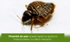 Ploșniță de pat: scapă rapid cu ajutorul insecticidelor cu efect mecanic