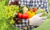 Bani pentru investiții în sectorul legume și cartofi. Ce condiții trebuie să îndeplinească fermierii din Iași