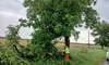 Intervenție a echipelor Secției Drumuri Naționale Iași pentru îndepărtarea arborilor doborâți de vântul puternic