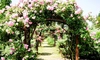 Paradis floral în Grădina Botanică din oraș! Ieșenii și nu numai trebuie să viziteze în această perioadă frumusețea miilor de trandafiri