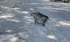 Așa arată șoseaua Iași-Hlincea după reparațiile făcute în urmă cu un an. Banii au fost alocați din bugetul Primăriei Municipiului Iași  