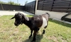 Tică, iedul care a supraviețuit miraculos la Facultatea de Medicină Veterinară din cadrul USV Iași, își petrece vacanța de vară în Bucovina: „Are ca prieteni șase căluți din rasa Shagya Arab”