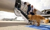 Animalele de companie pot călători în cabina avionului, fără restricții de dimensiune sau greutate