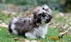 Particularitățile unui câine Shih Tzu. Un companion elegant și plin de personalitate