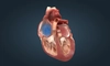 Camerele inimii – Ce sunt, cum funcționează și ce afecțiuni pot apărea?