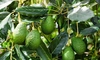  Ce este copacul de avocado? Cum poți să cultivi propriul copac de avocado la tine în apartament.