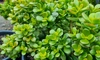 Planta magică pe care trebuie să o ai în casă! Atrage liniștea, banii și iubirea. Puțini știu secretul ei uluitor