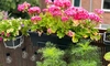 Top șapte plante de balcon care iubesc soarele