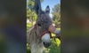 Pablito, măgărușul cu suflet de Ardeal este noua mascotă de la Facultatea de Medicină Veterinară din Iași