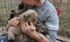 Ce obligații legale au românii care adoptă animale de pe stradă! Puțini știu de această regulă!