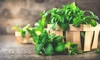 Cum poți să îți iei doza de sănătate din plante. Leacuri naturale pentru organism