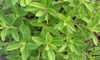Ștevia rebaudiana – Iată ce trebuie să știi despre această plantă dulce fără calorii