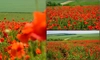 Acesta ar putea fi cel mai instagramabil loc din Iași. A apărut după 5 ani de așteptare