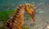 Căluț de mare – Iată cât de simpatică este această creatură marină!