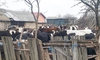 Oamenii dintr-un sat din Iași, terorizați de o cireadă de vaci. Chiar și primarul comunei a fost victima bovinelor: „O vacă s-a urcat pe capota mașinii. Urlă ca nebunele”