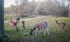 Imagini de o frumusețe rară, surprinse în pădurea Sinești. În zonă trăiesc animale care nu se regăsesc în alte locații împădurite din județ
