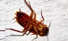 Invazie de gândaci în cartierele din Iași! Insectele au pus stăpânire pe blocuri: „Dezinsecția nu a avut niciun efect”