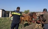 Polițiștii pentru Protecția Animalelor au desfășurat acțiuni pentru siguranța și bunăstarea animalelor