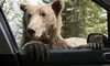 Camera Deputaților a adoptat legea ce vizează măsuri de gestionare a populaţiei de urşi, după tragedia de pe Jepii Mici