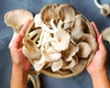 Cât timp se fierb ciupercile pleurotus, de fapt? Iată cum să iasă moi și delicioase!