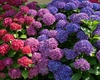 Când se plantează hortensia din ghiveci în grădină? Este mai bine să le plantezi primăvara sau vara?