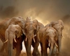 Cât trăiește un elefant? Curiozități și lucruri mai puțin știute despre cel mai mare animal terestru