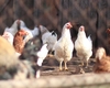 Câte păsări și animale au voie să crească românii în curte! Cine nu respectă legea riscă sancțiuni drastice 