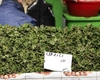 Cât costă un kilogram de urzici: E mai scump decât carnea de porc!