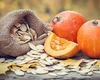 Dovleac copt – Beneficii și valori nutritive