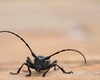 Cum să scapi de insectele mici și negre pe care le ai în casă? Iată ce soluții pot fi eficiente!